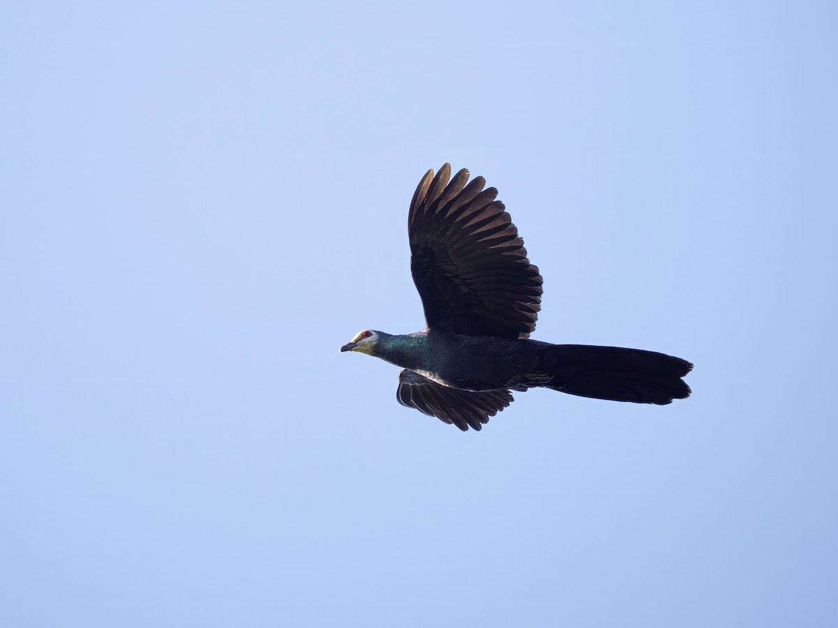 Sula Cuckoo-Dove - ML643973902