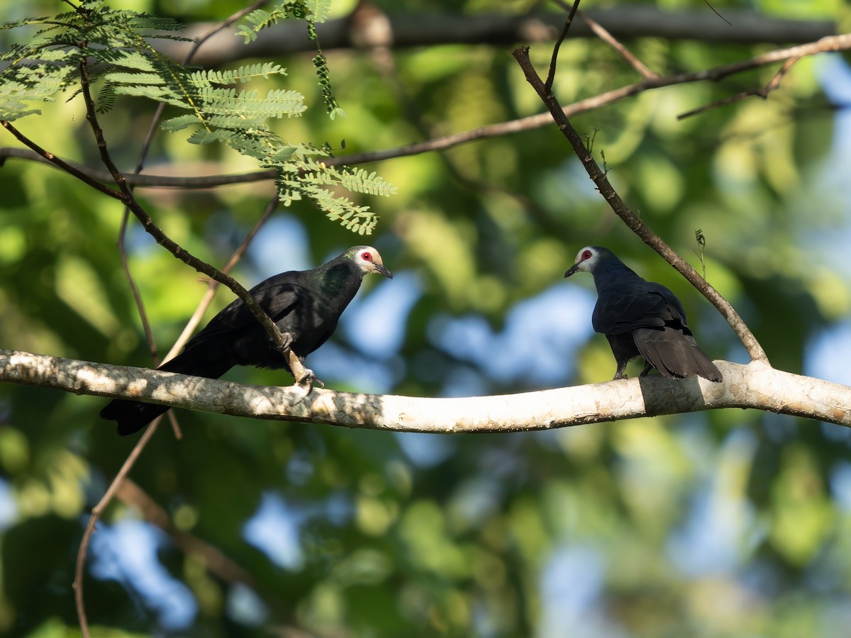 Sula Cuckoo-Dove - ML643973903