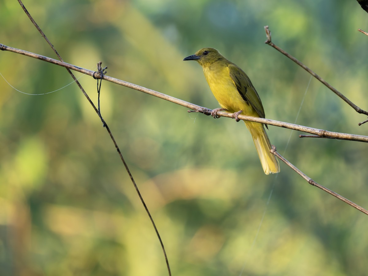 Sula Golden-Bulbul - ML643973904