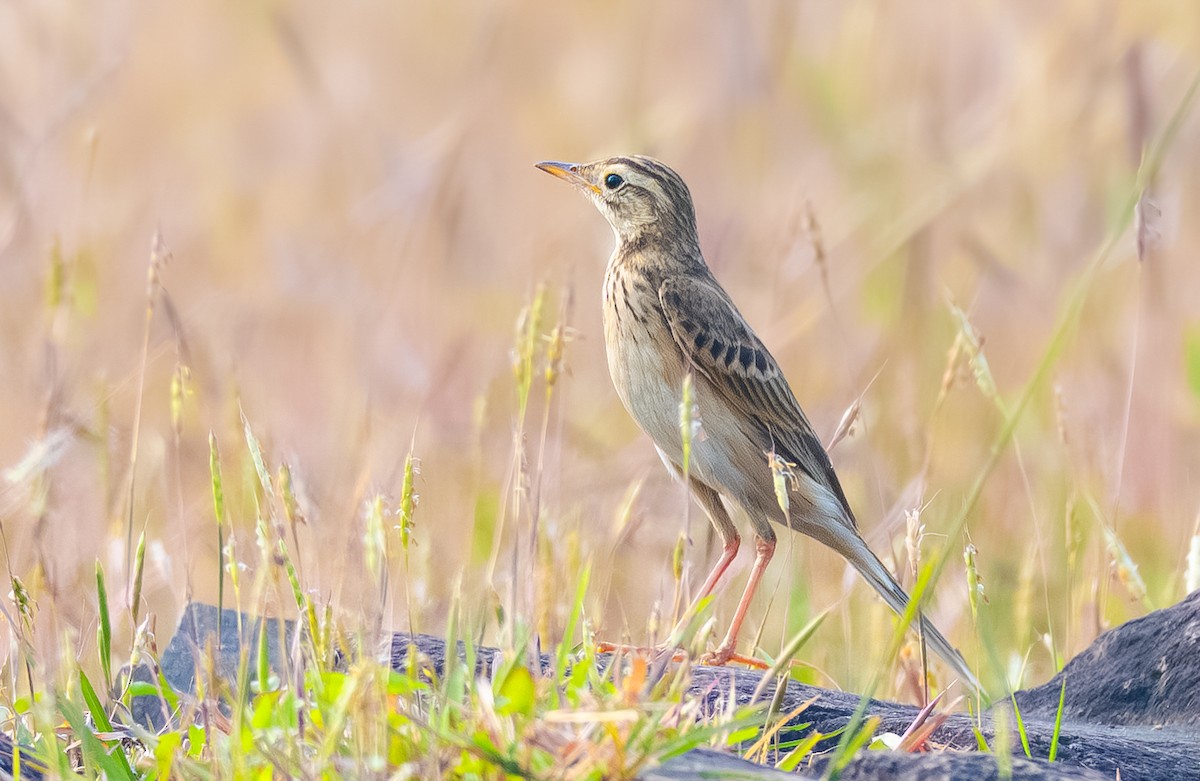 Calandro maggiore - ML643973905