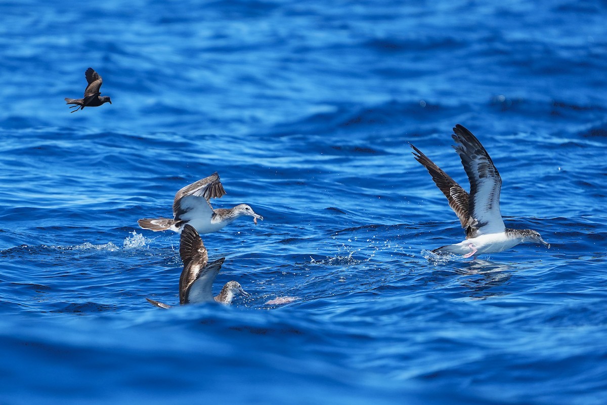 Streaked Shearwater - ML643973920