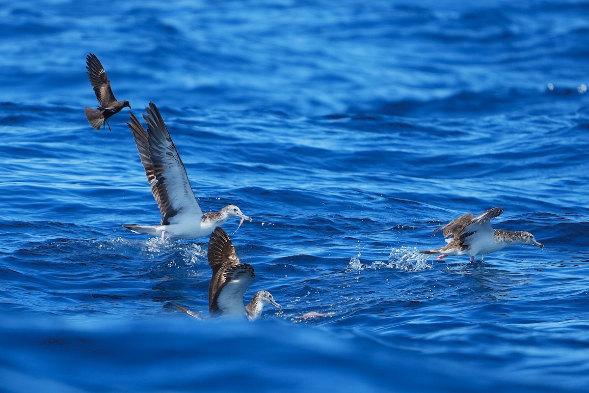 Streaked Shearwater - ML643973921