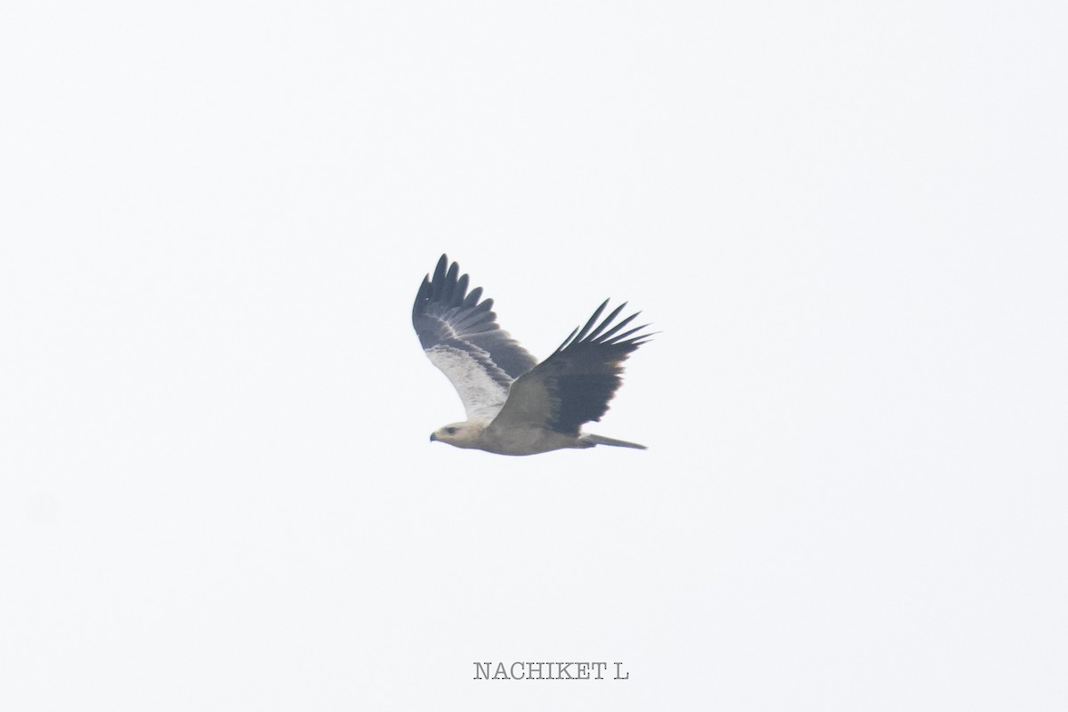 Tawny Eagle - ML643973924