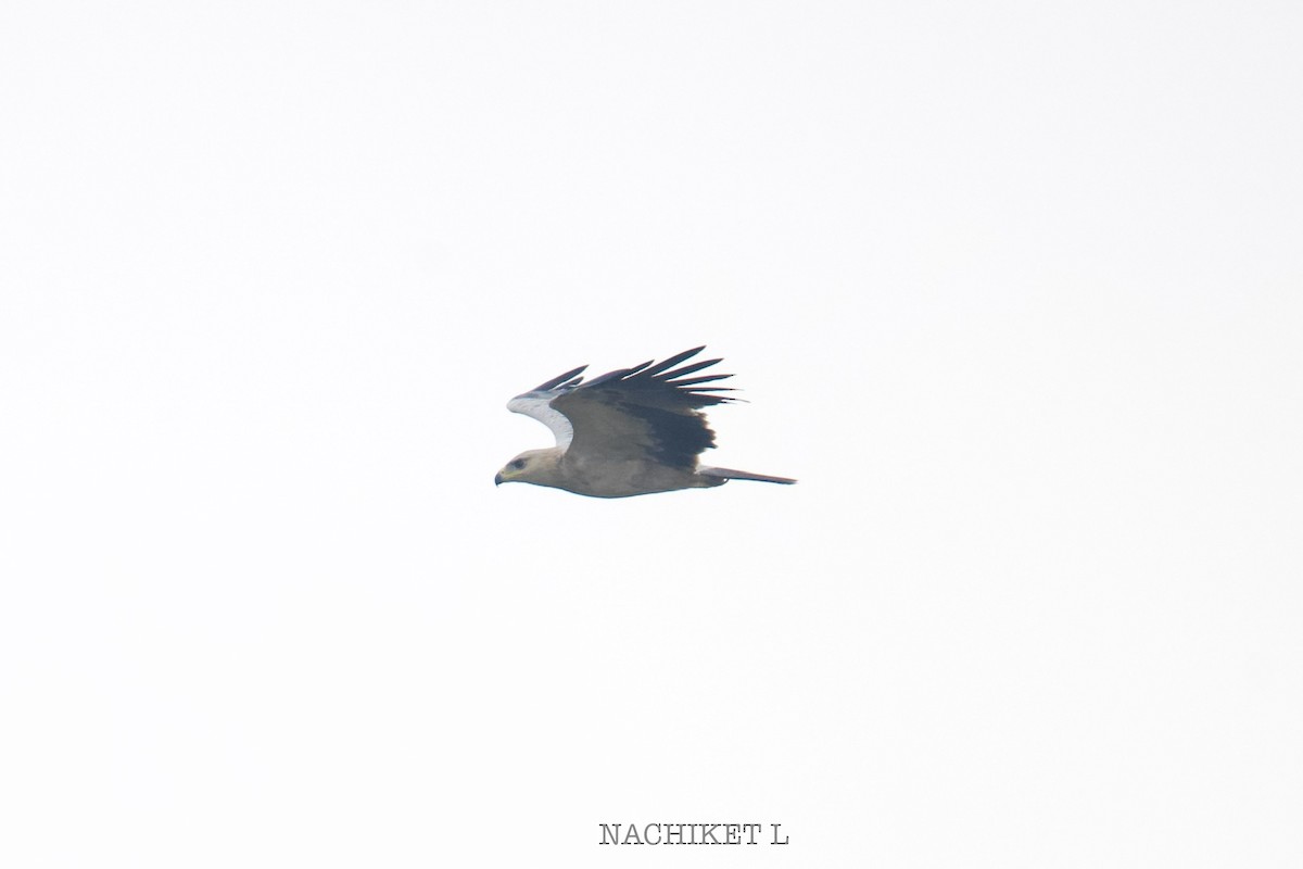 Tawny Eagle - ML643973925