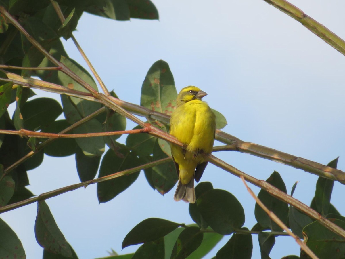 Yellow-fronted Canary - ML643973926