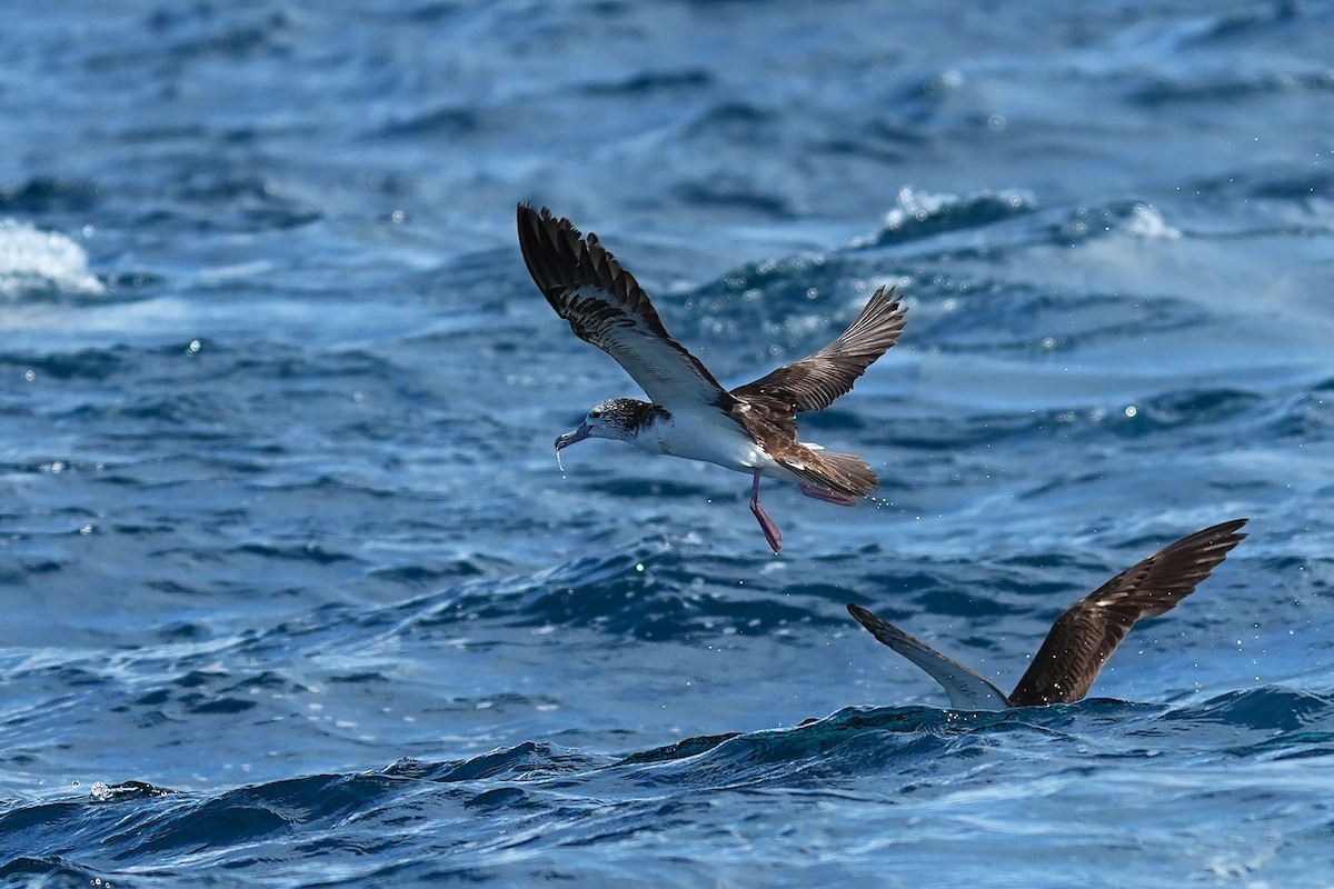 Streaked Shearwater - ML643973937
