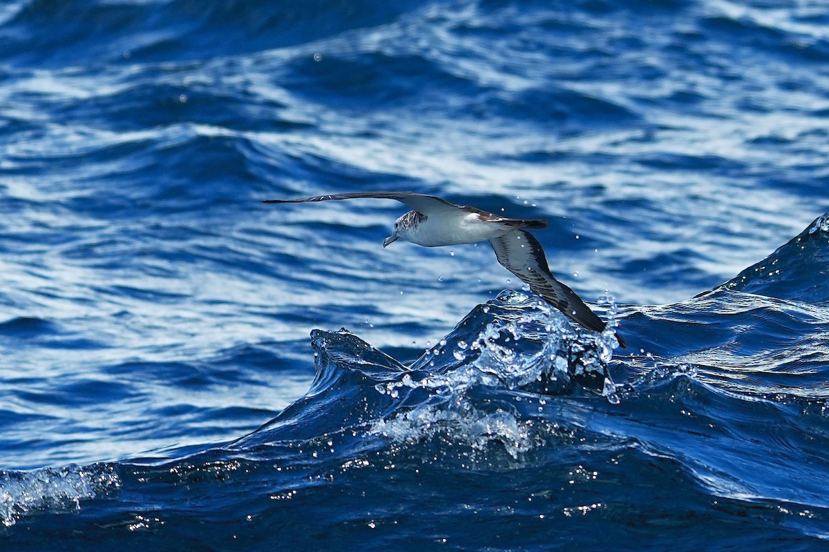 Streaked Shearwater - ML643973938
