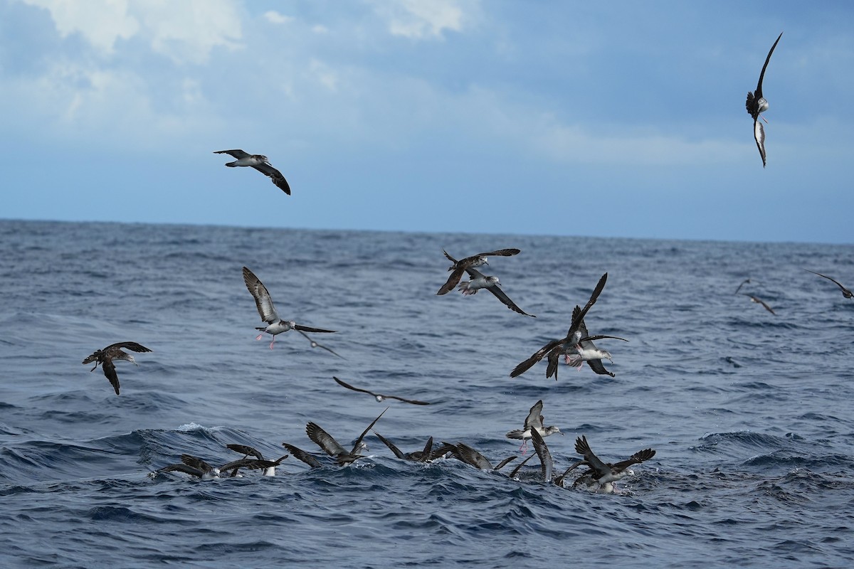 Streaked Shearwater - ML643973940