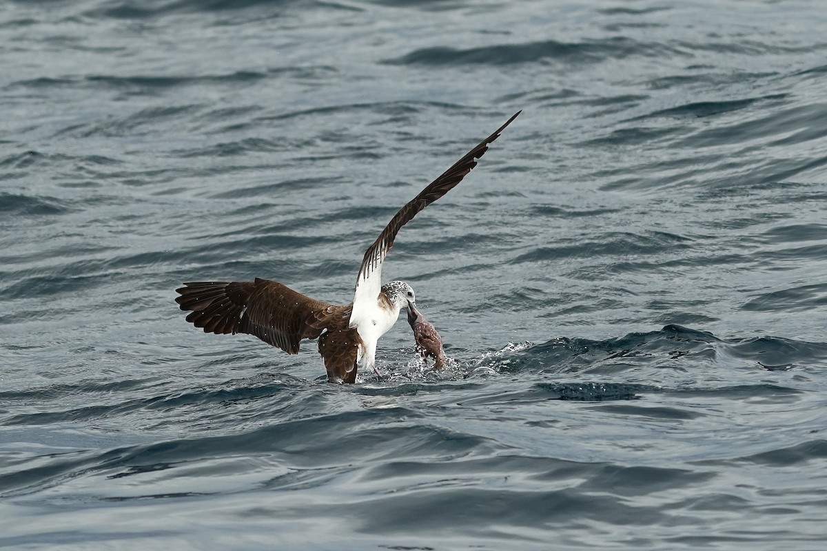 Streaked Shearwater - ML643973943