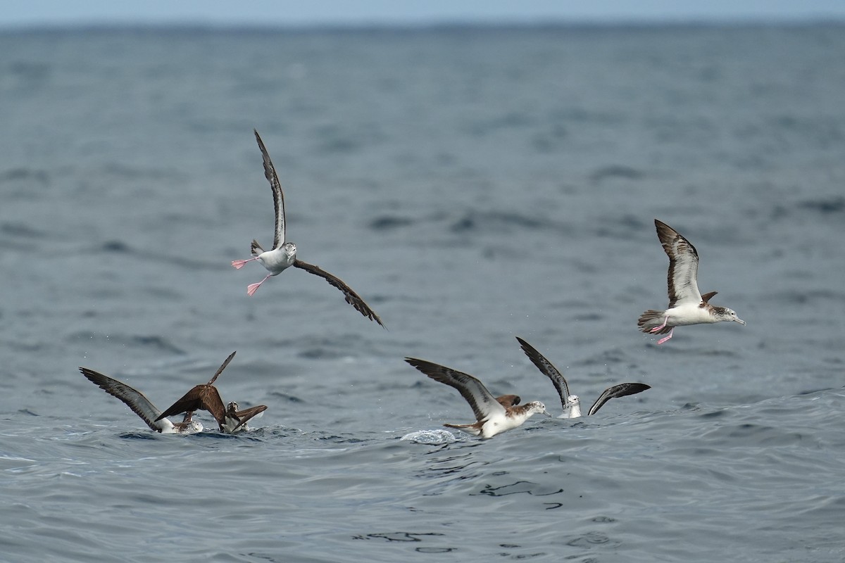 Streaked Shearwater - ML643973944