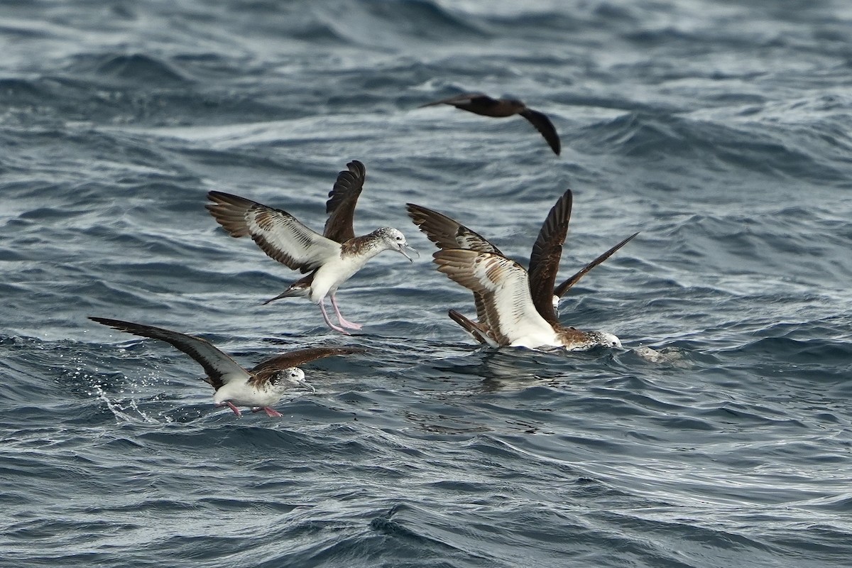 Streaked Shearwater - ML643973946