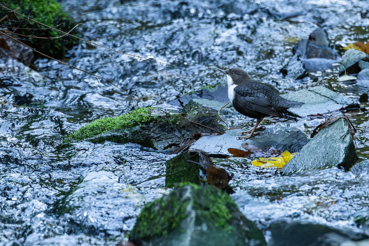 White-throated Dipper - ML643973976