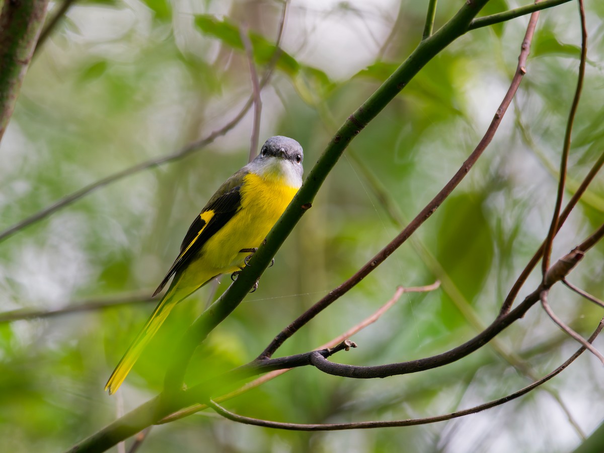 Minivet mandarin - ML643974000