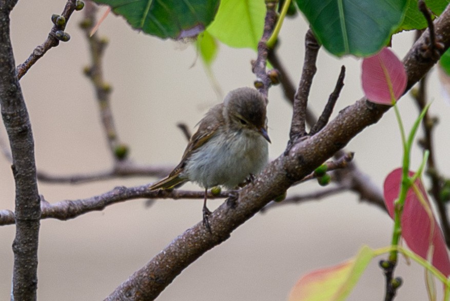 Phylloscopus sp. - ML643974008