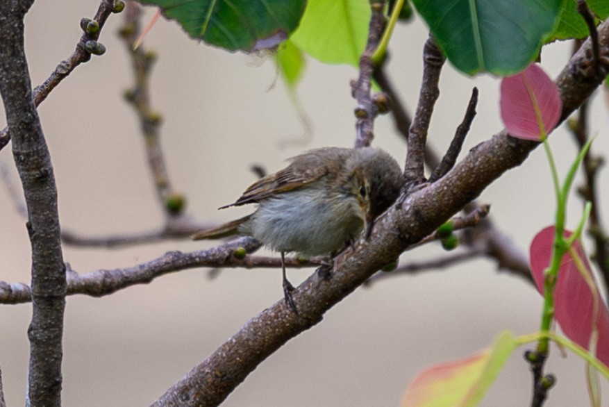 Phylloscopus sp. - ML643974012