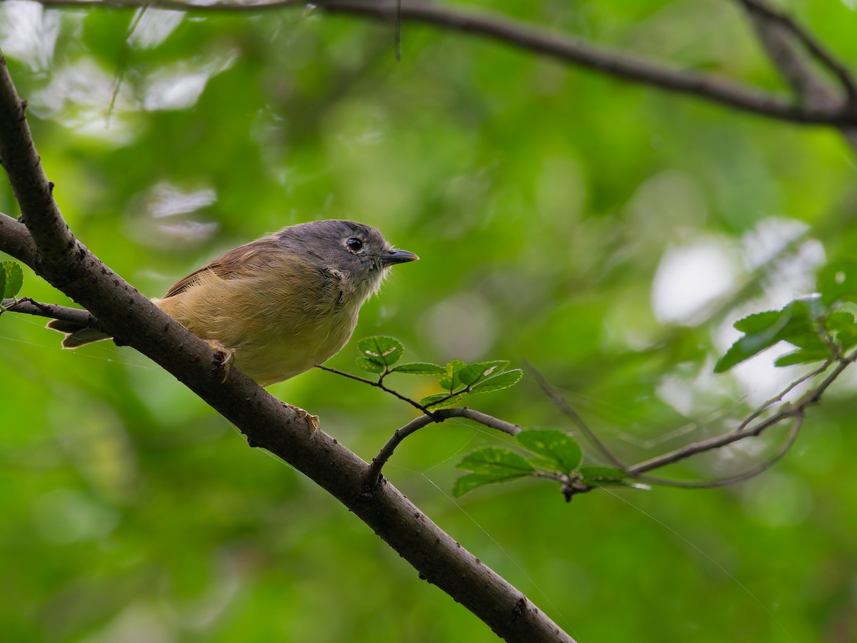 Huet's Fulvetta - ML643974018