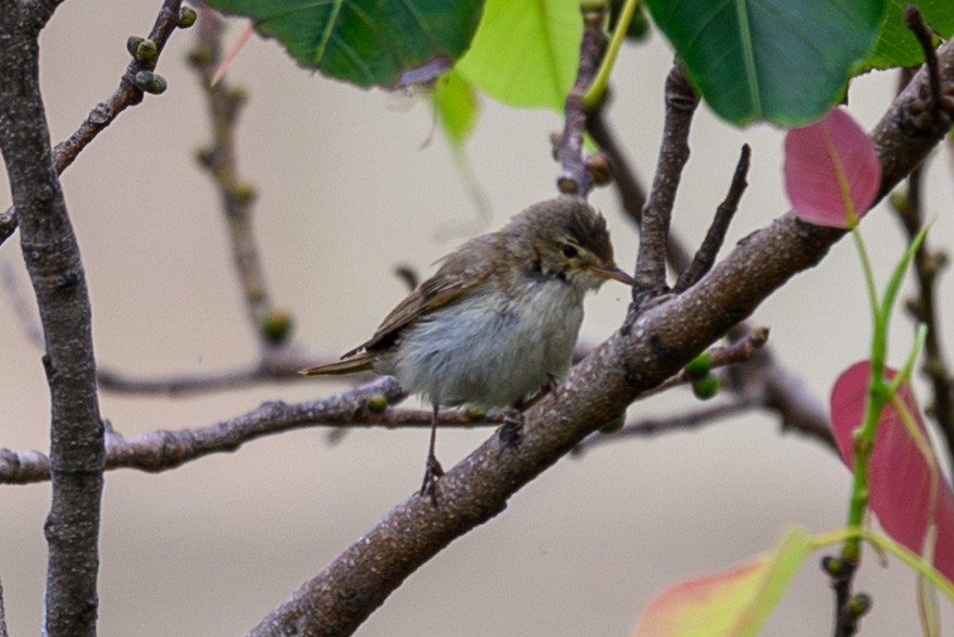 Phylloscopus sp. - ML643974037