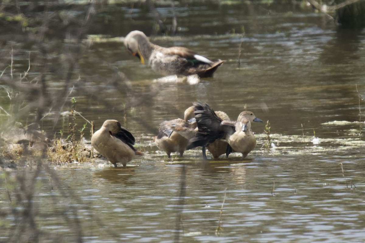 Модны анхир - ML643974049