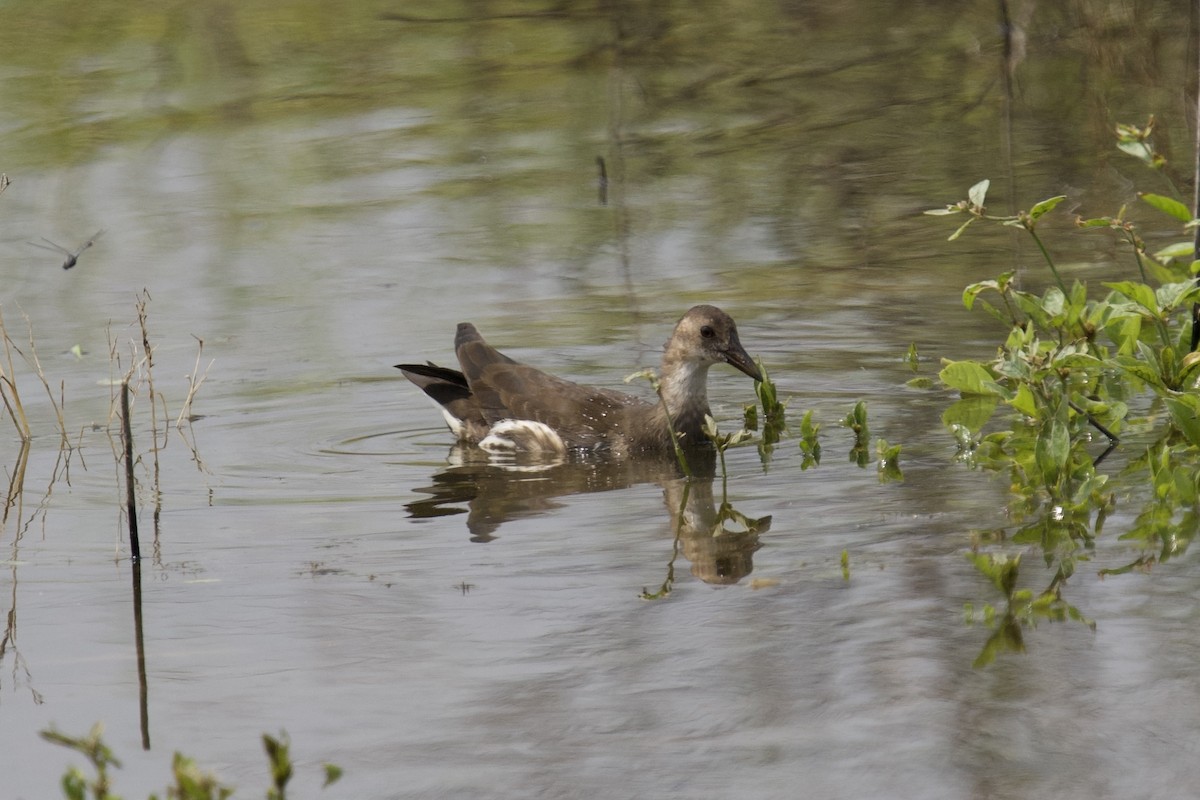 Хажилгат түнжүүр - ML643974057