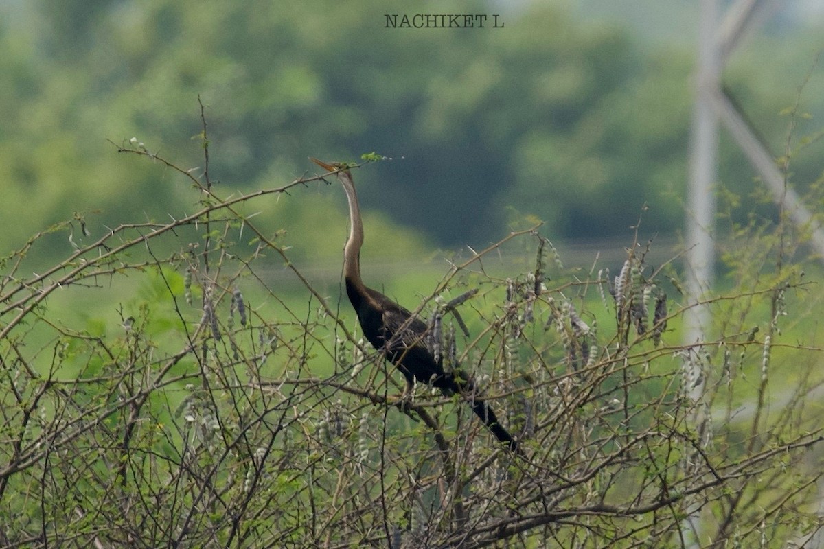 Oriental Darter - ML643974069