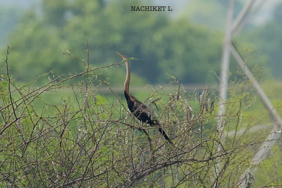 Oriental Darter - ML643974070