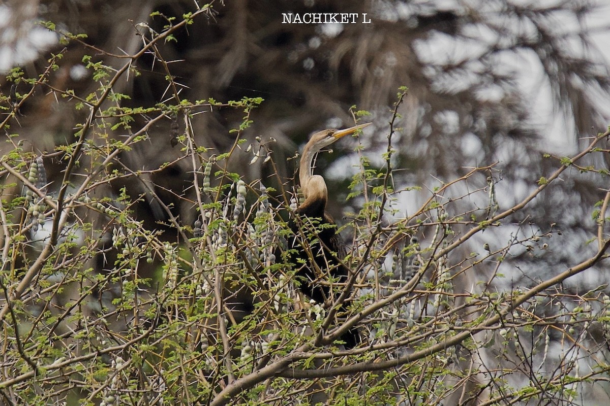 Oriental Darter - ML643974071