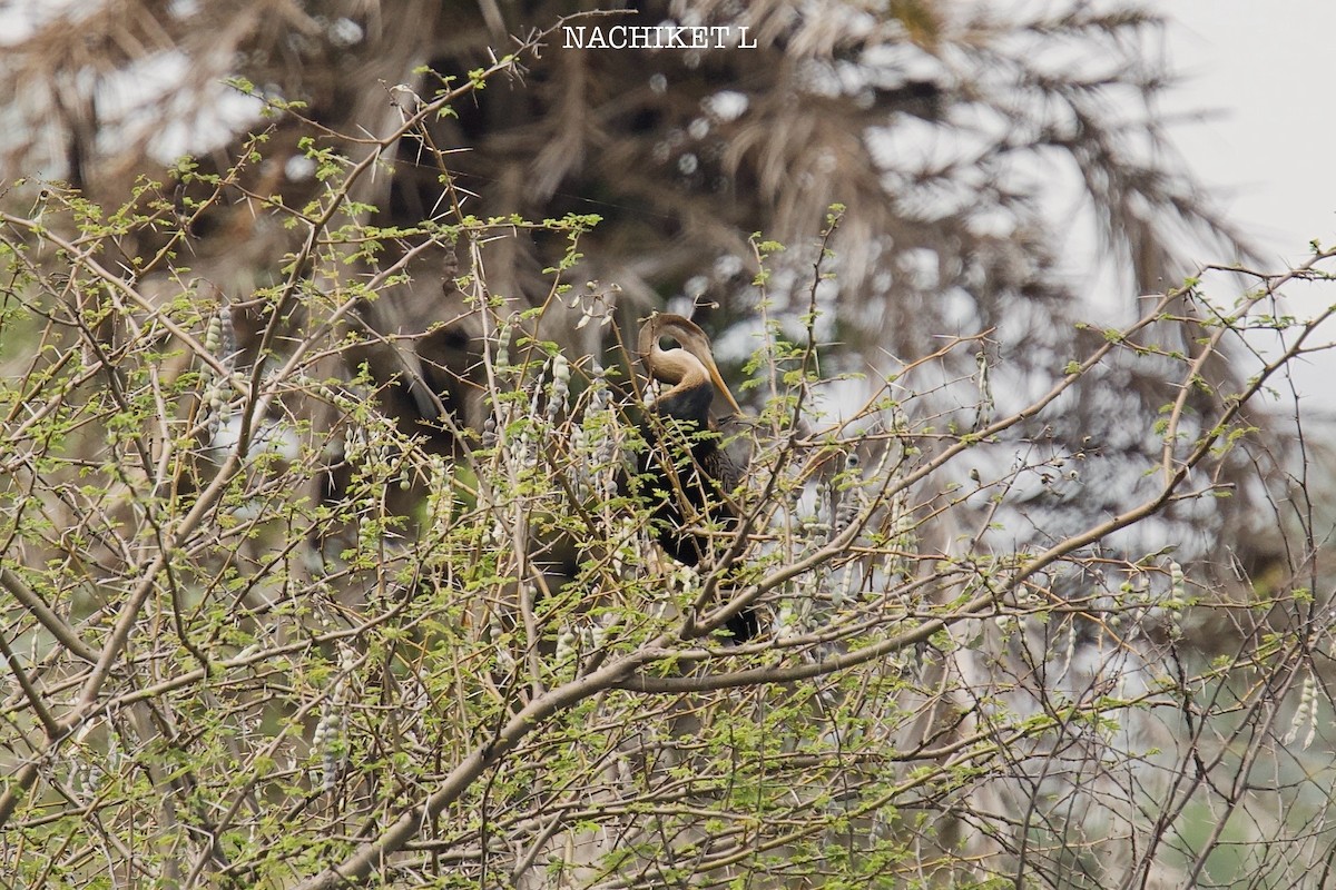 Oriental Darter - ML643974072