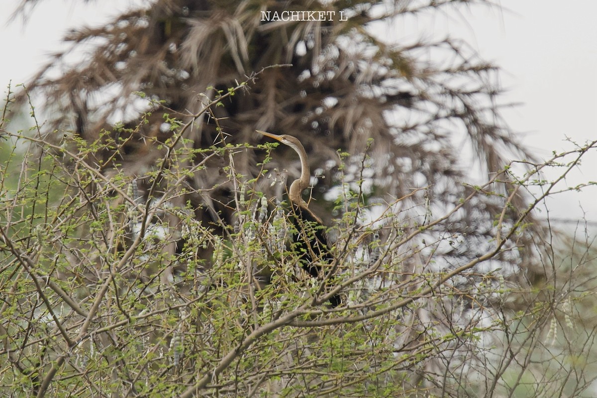 Oriental Darter - ML643974073