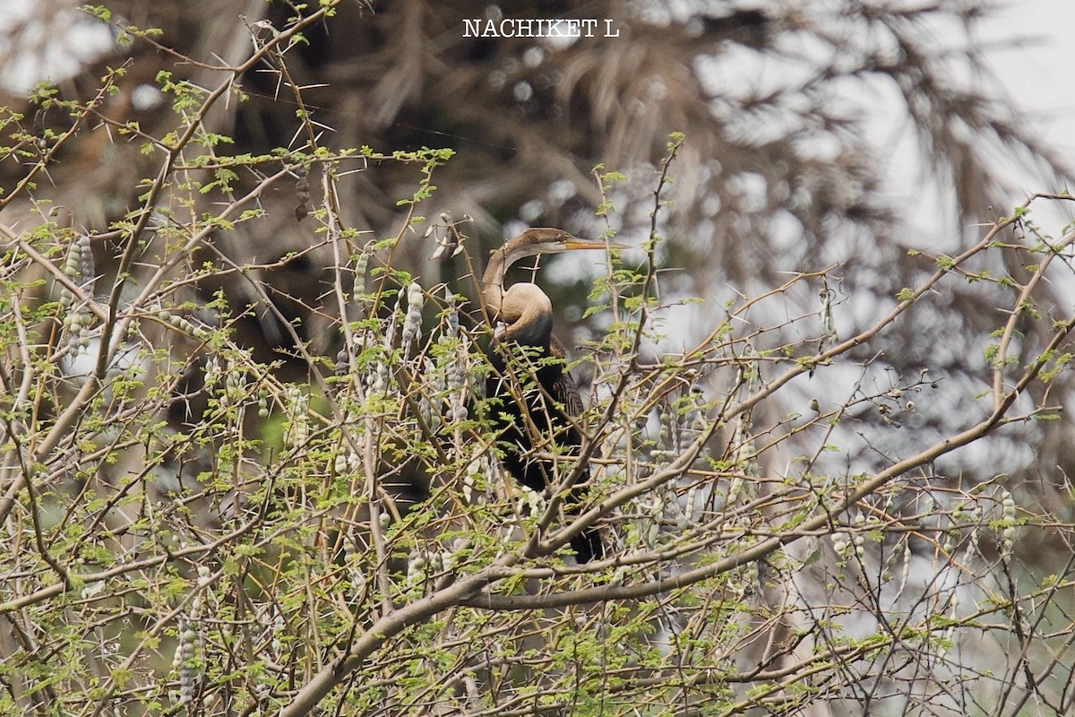 Oriental Darter - ML643974074