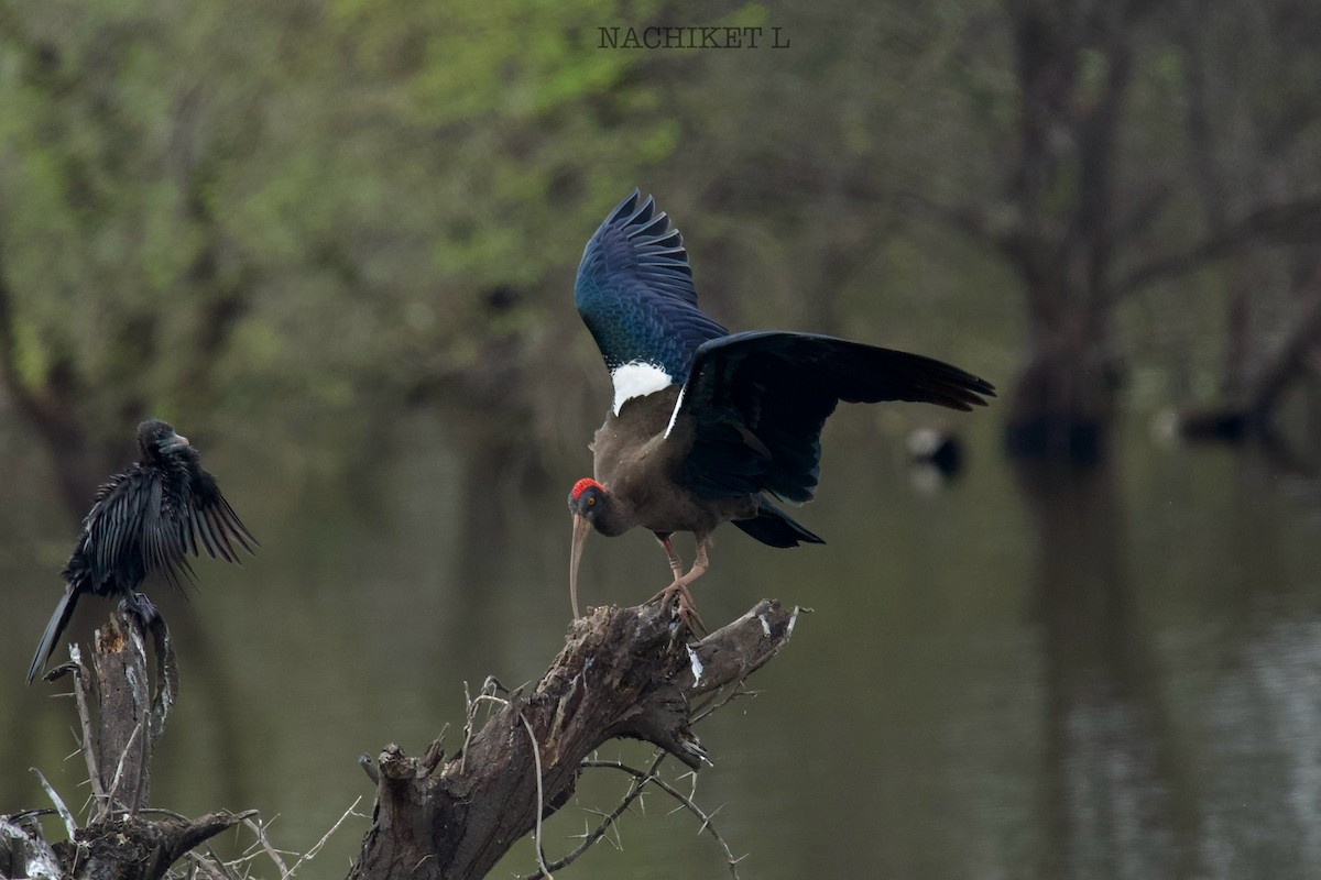 Red-naped Ibis - ML643974077