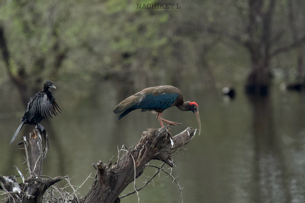 Red-naped Ibis - ML643974078