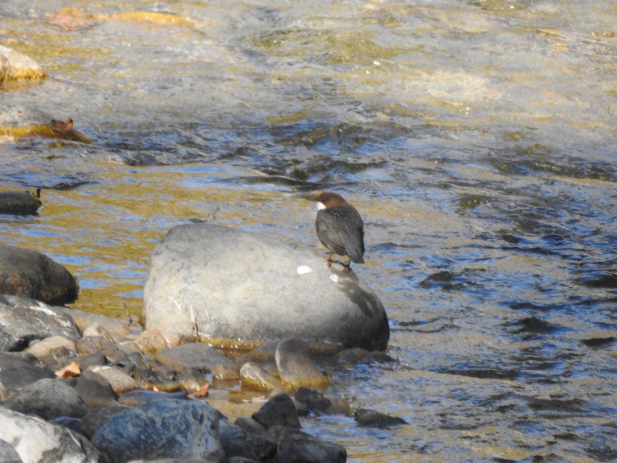 White-throated Dipper - ML643974085