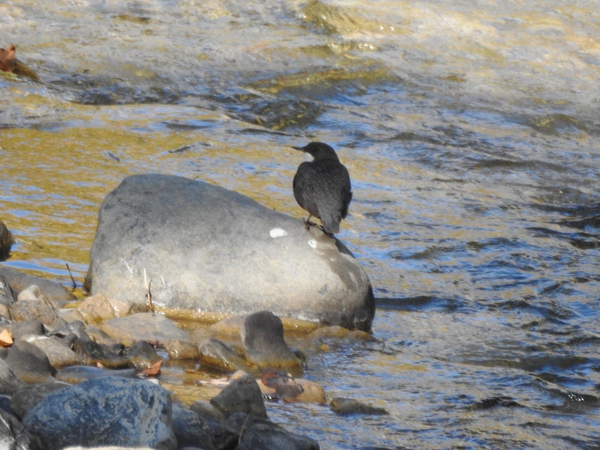 White-throated Dipper - ML643974086
