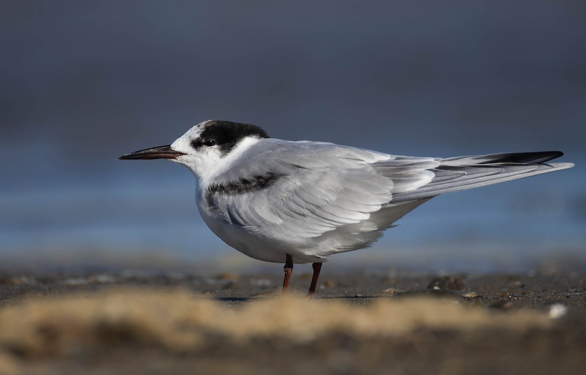 Common Tern - ML643974089