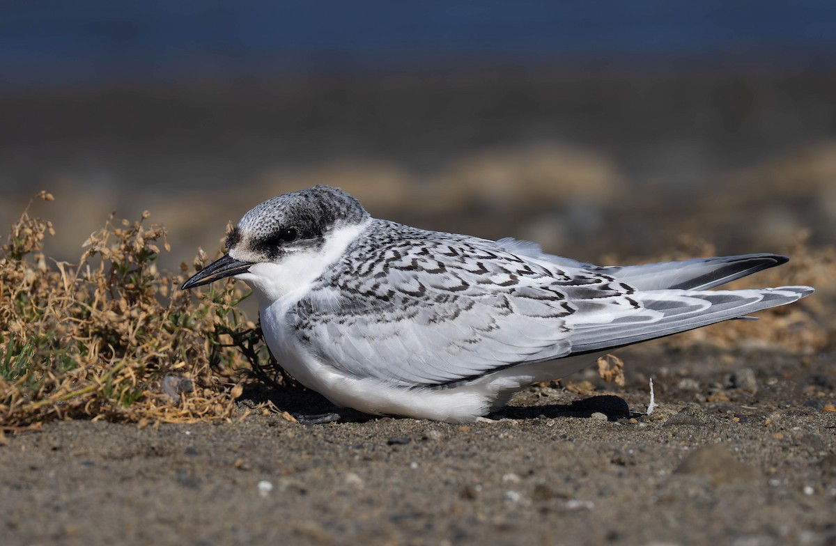 White-fronted Tern - ML643974090