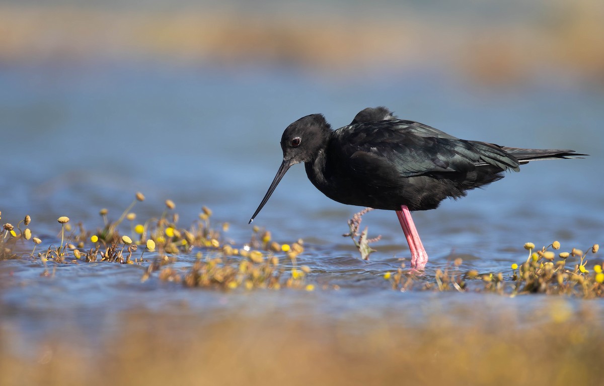 Black Stilt - ML643974091