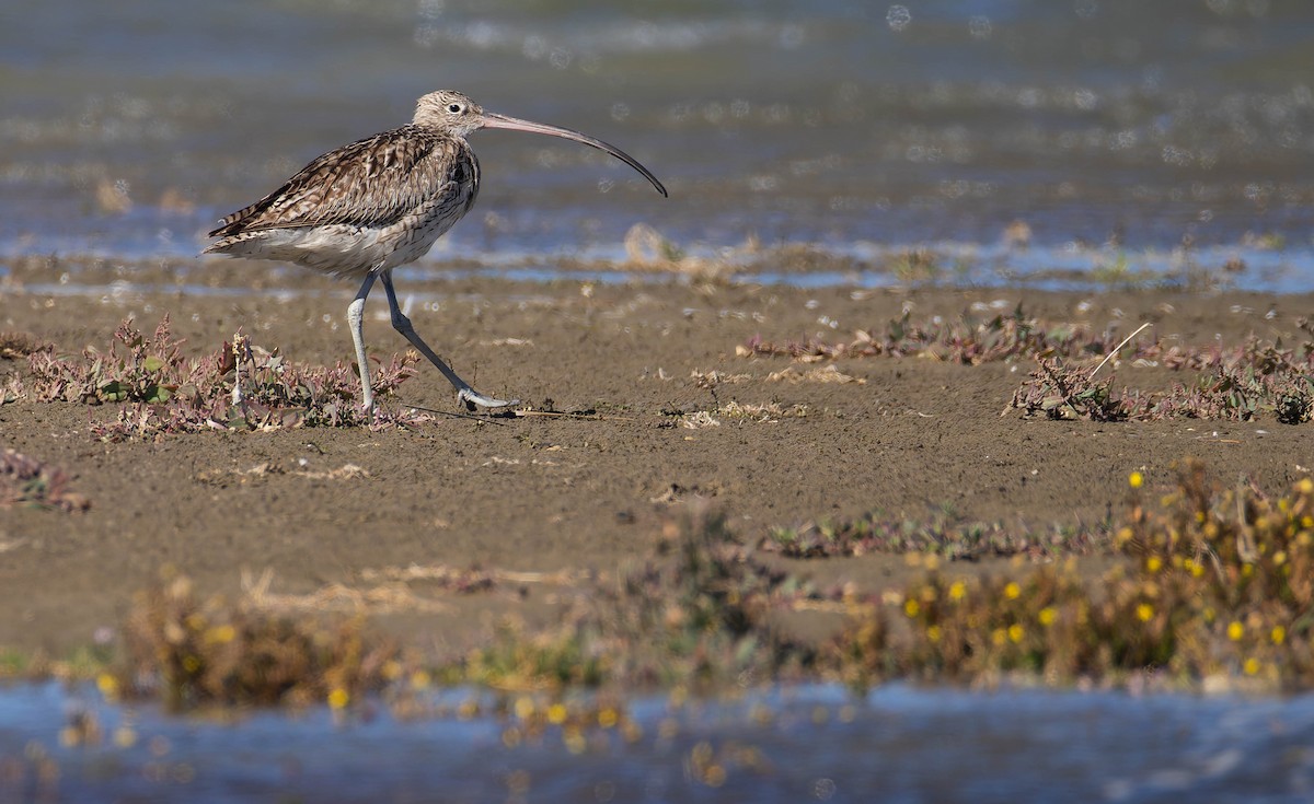 Far Eastern Curlew - ML643974113