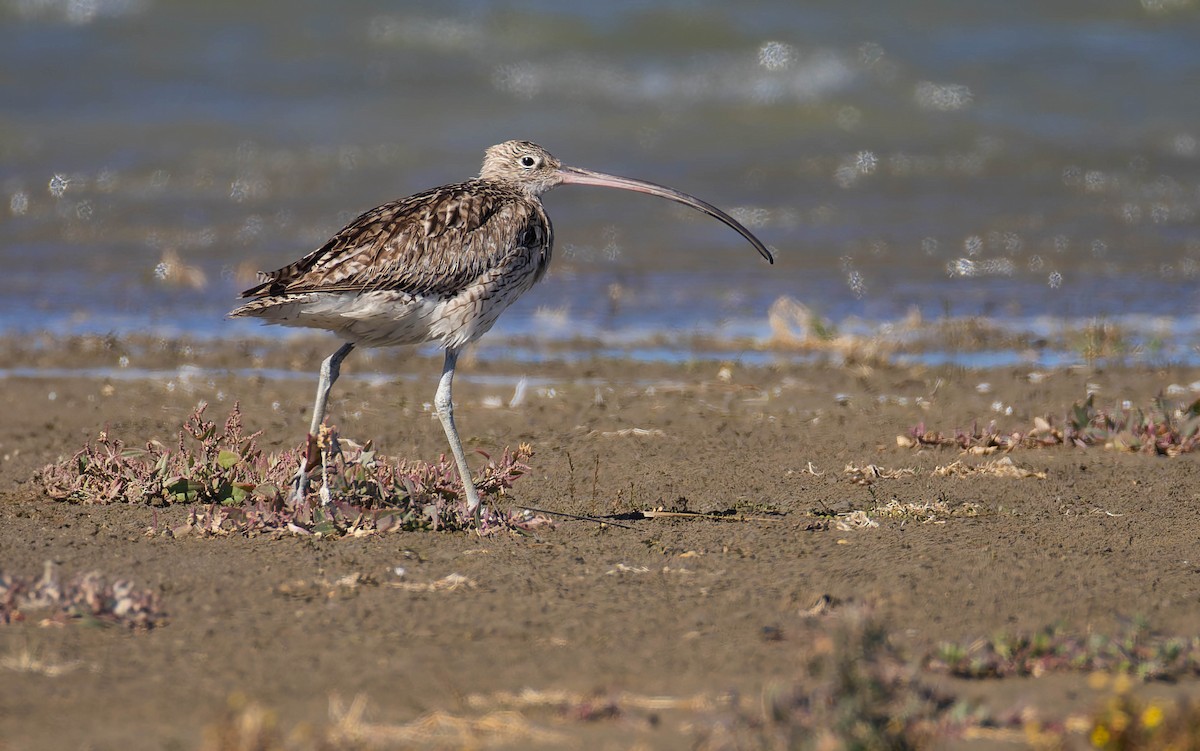 Far Eastern Curlew - ML643974114