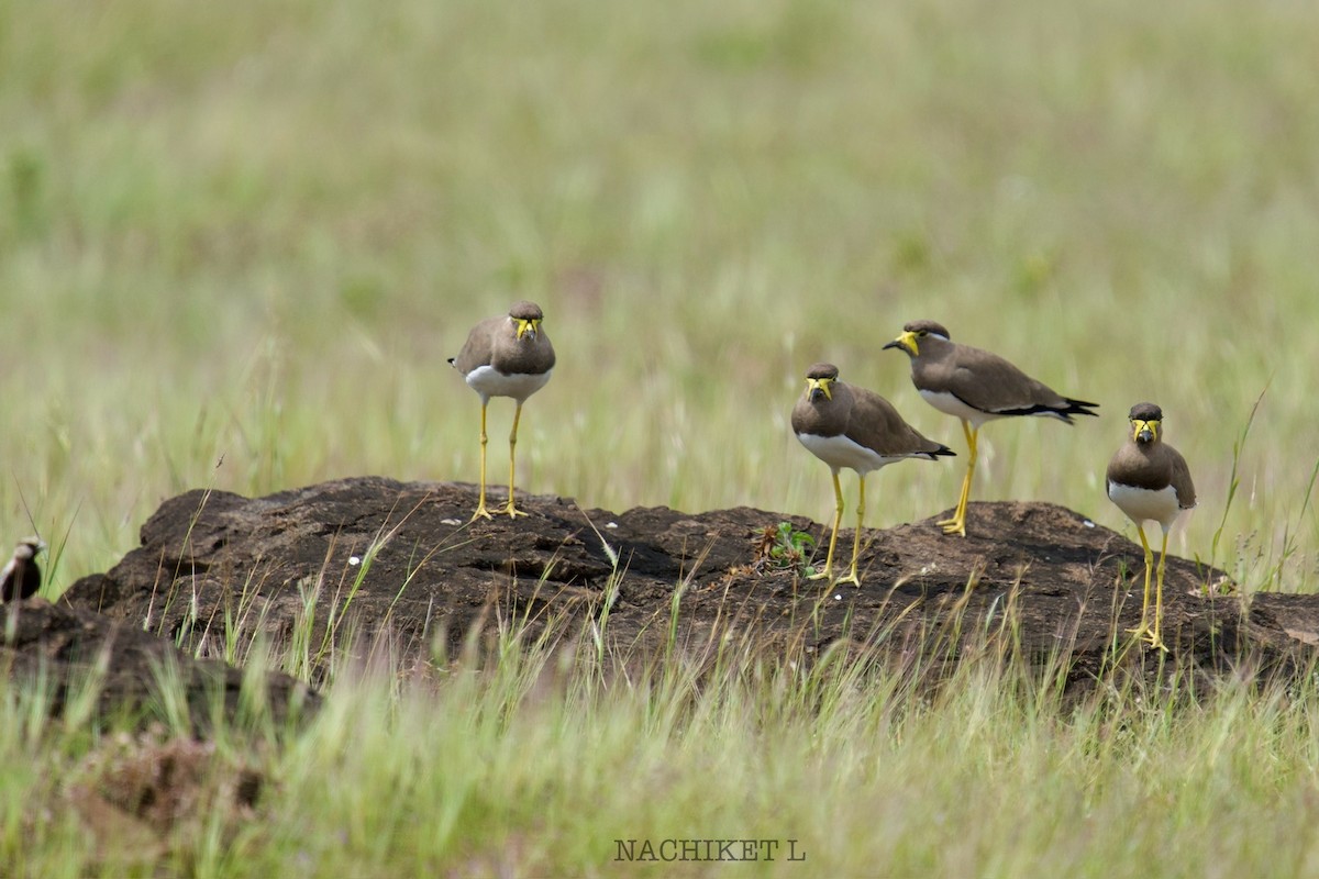 Yellow-wattled Lapwing - ML643974115