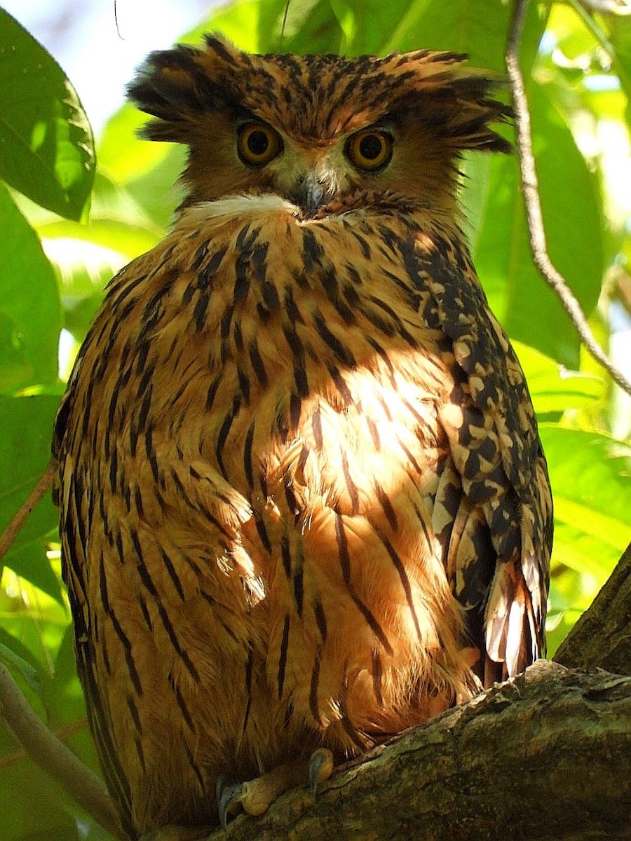 Grand-duc roux - ML643974117