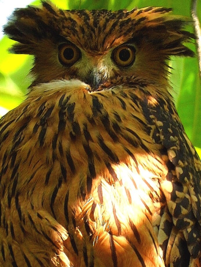 Grand-duc roux - ML643974118