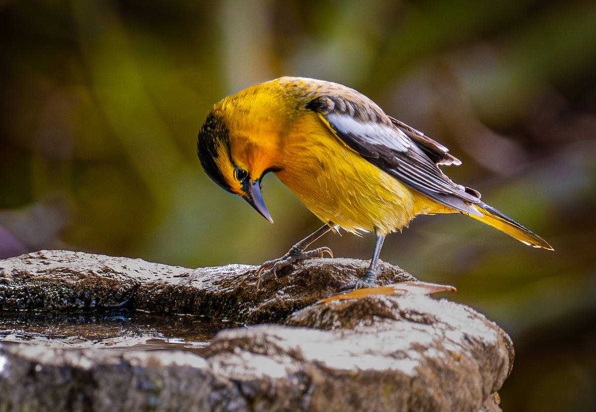 Bullock's Oriole - ML643974130
