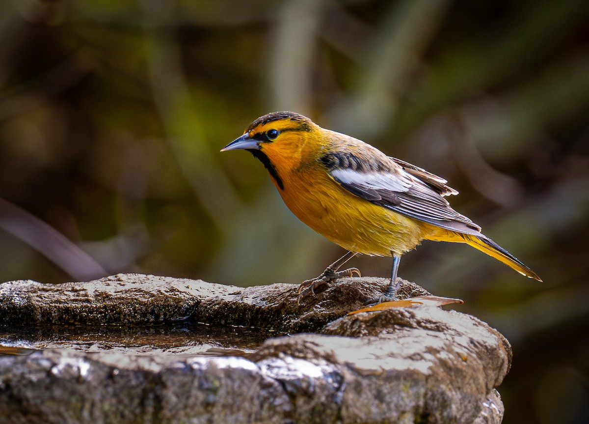 Bullock's Oriole - ML643974131