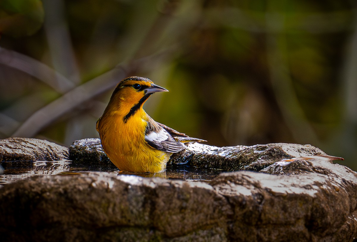 Bullock's Oriole - ML643974135