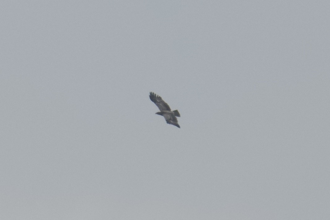 Tawny Eagle - ML643974148