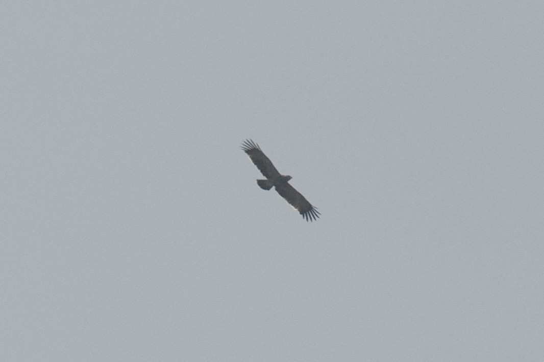 Tawny Eagle - ML643974149