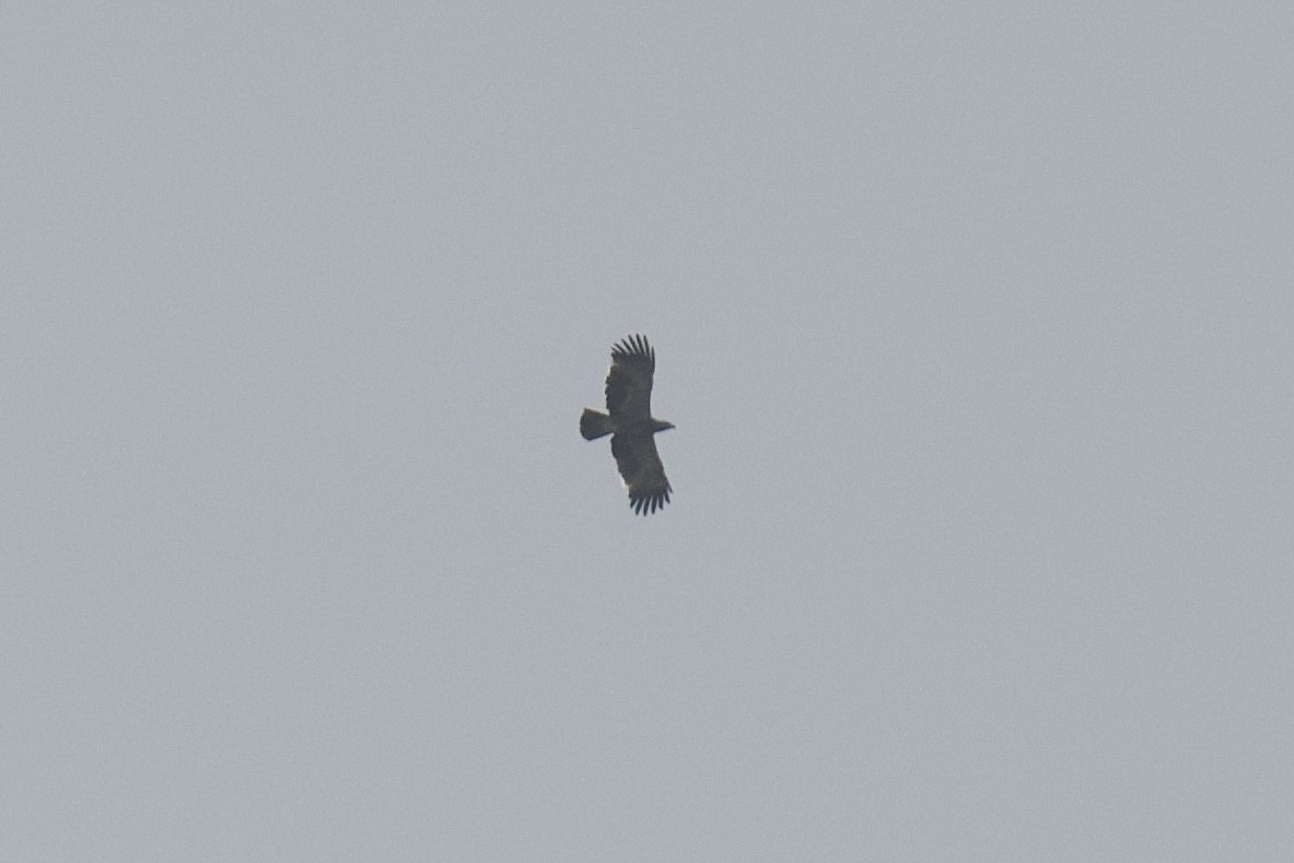 Tawny Eagle - ML643974150