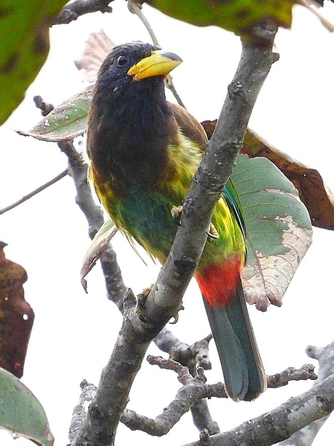 Great Barbet - ML643974157