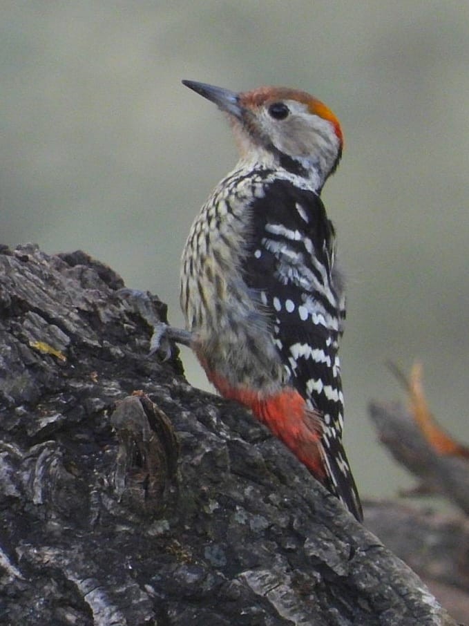 Коронованный дятел - ML643974170