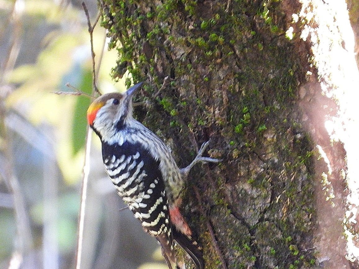 Коронованный дятел - ML643974171